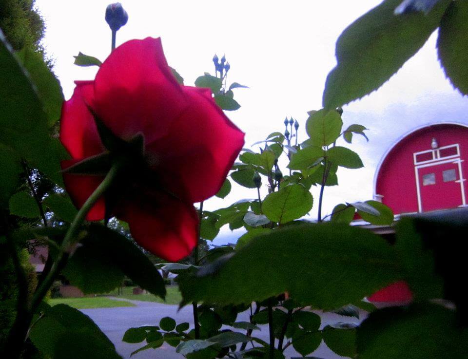Red Barn Rose