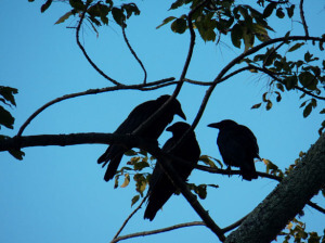 three-crows